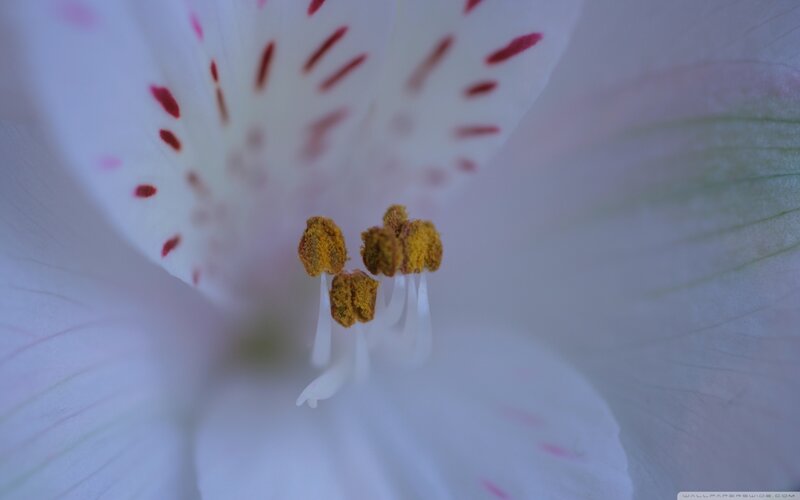 White Flower with Stamen — Serene