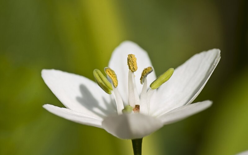 White Flower with Stamen