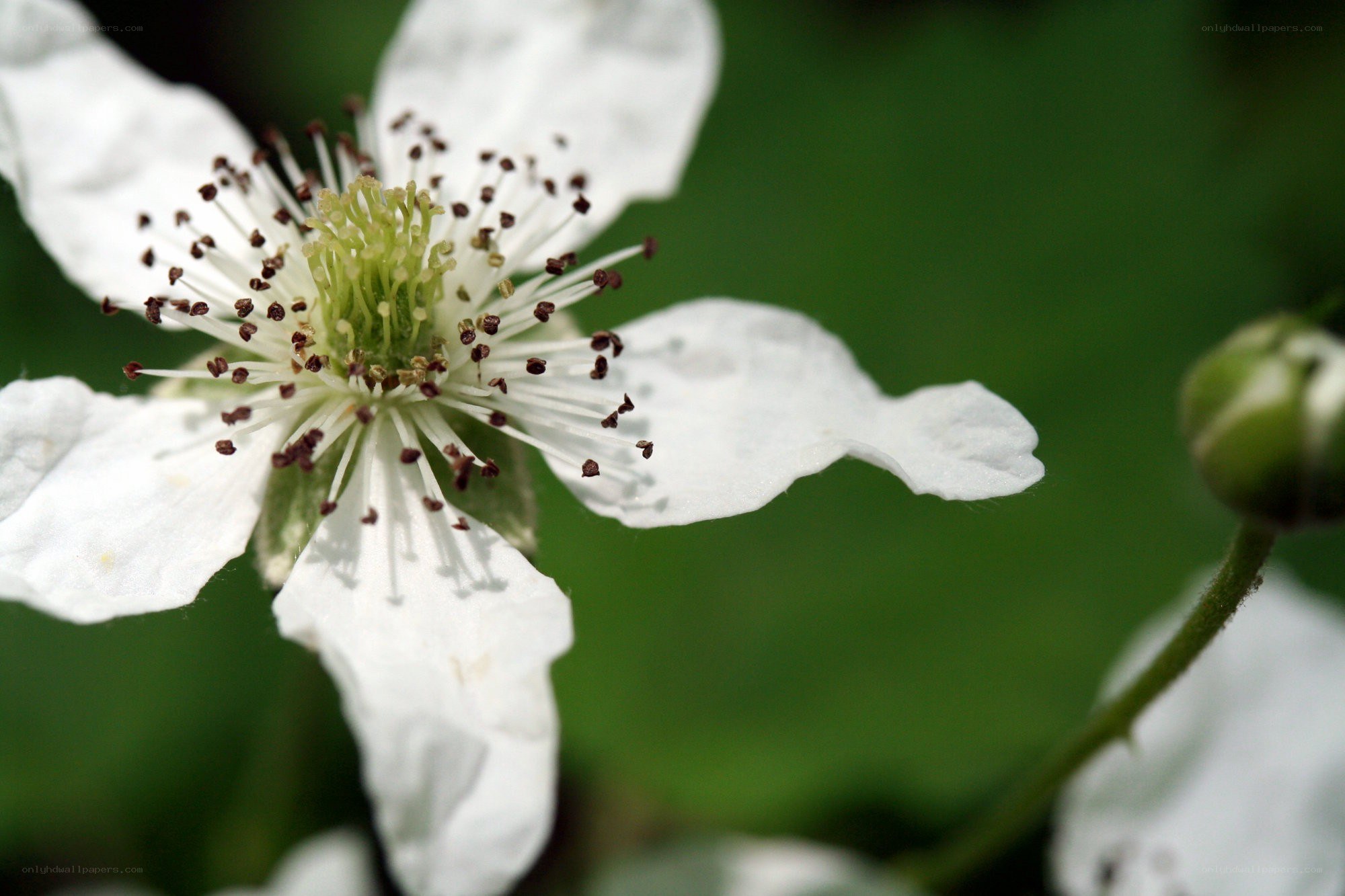 white flower with stamens