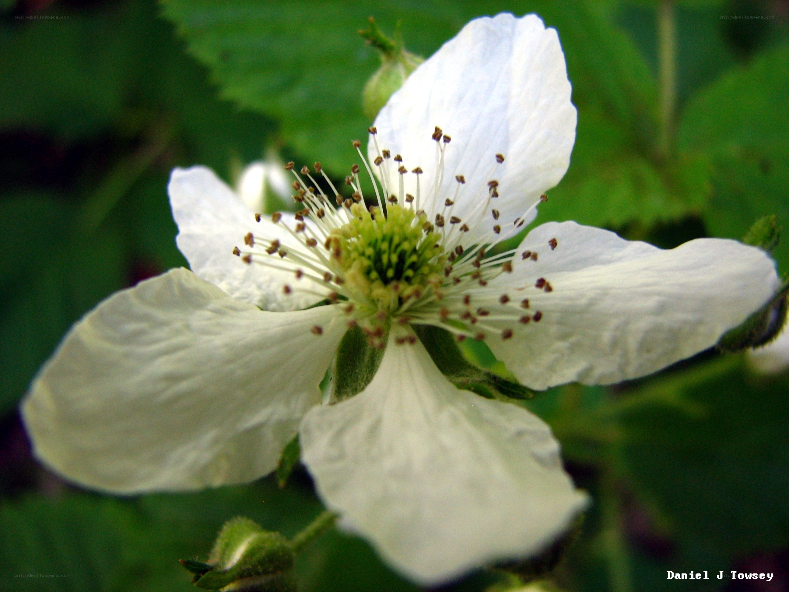 white flower with stamens
