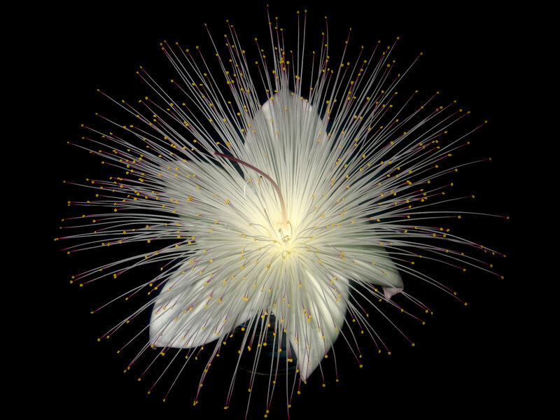 White Flower with Stamens — Dramatic