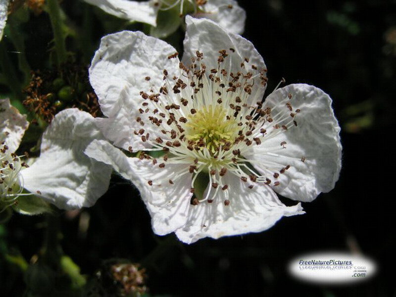 White Flower with Stamens — Natural
