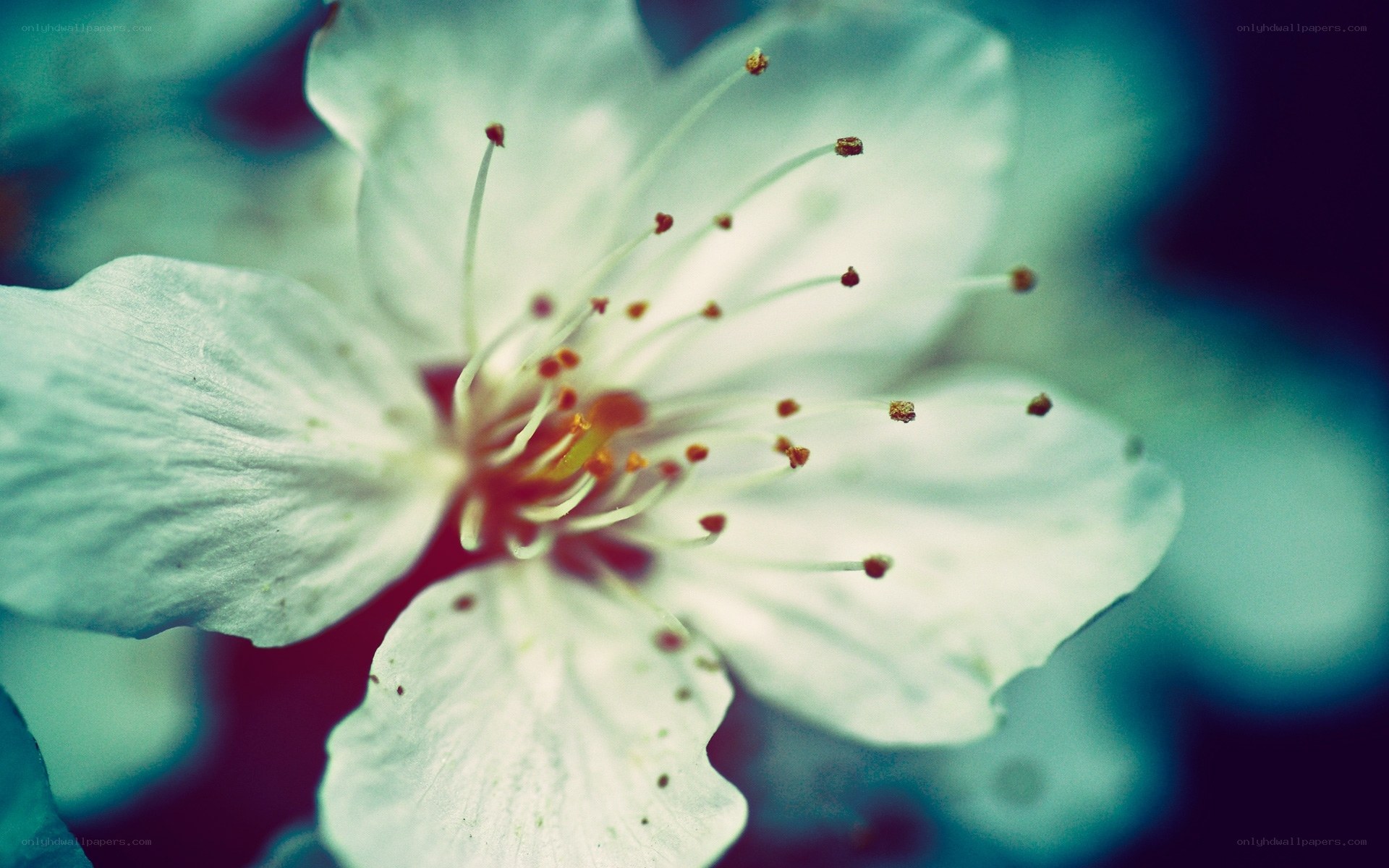 white flower with stamens