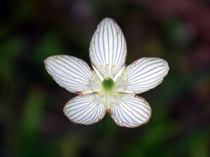 White Flower with Stripes