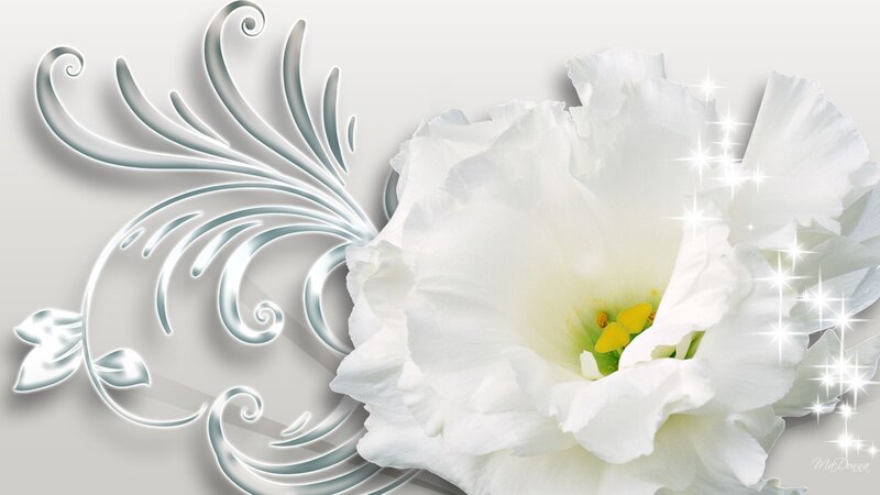 White Flower with Swirls — Serene
