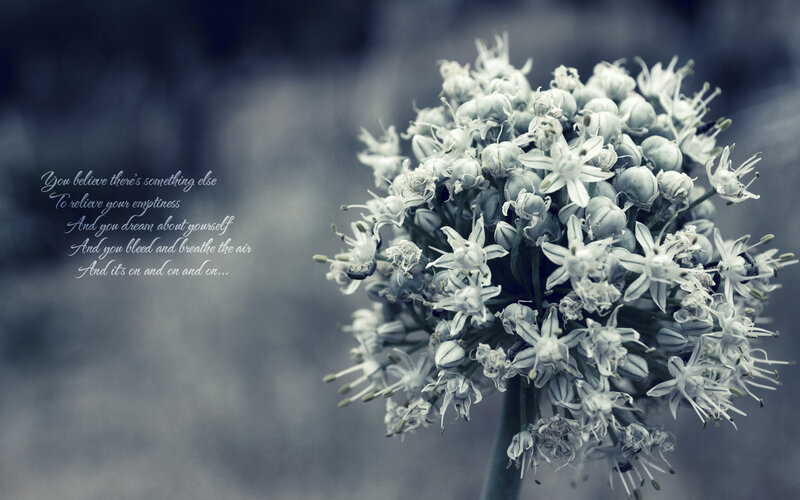 white flower with text