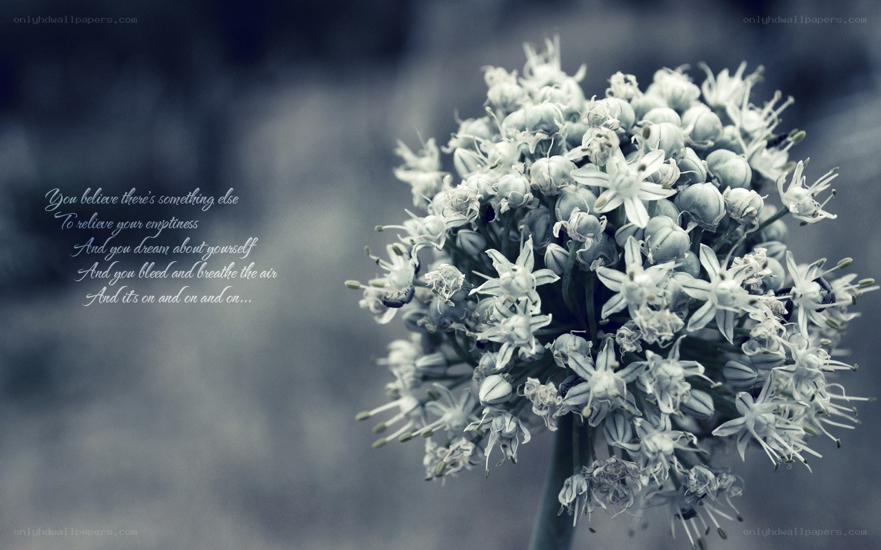 white flower with text