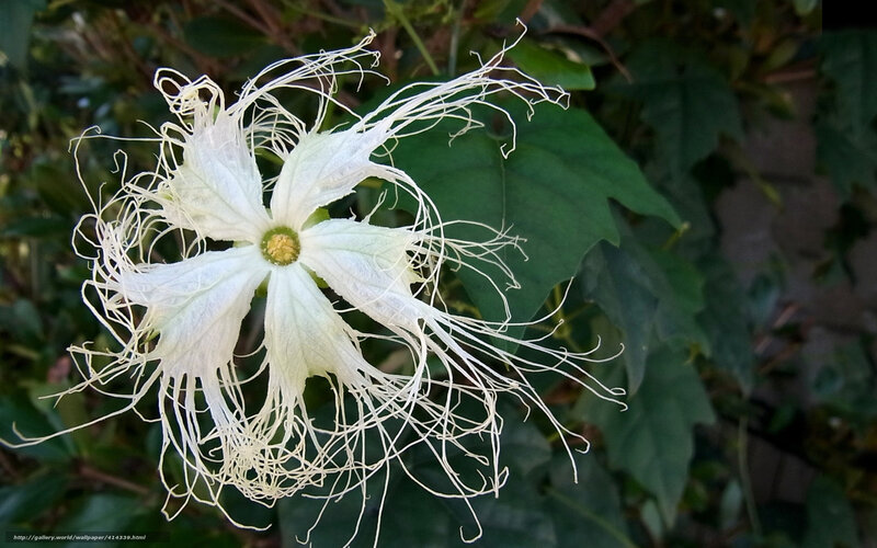 White flower with thread-like petals