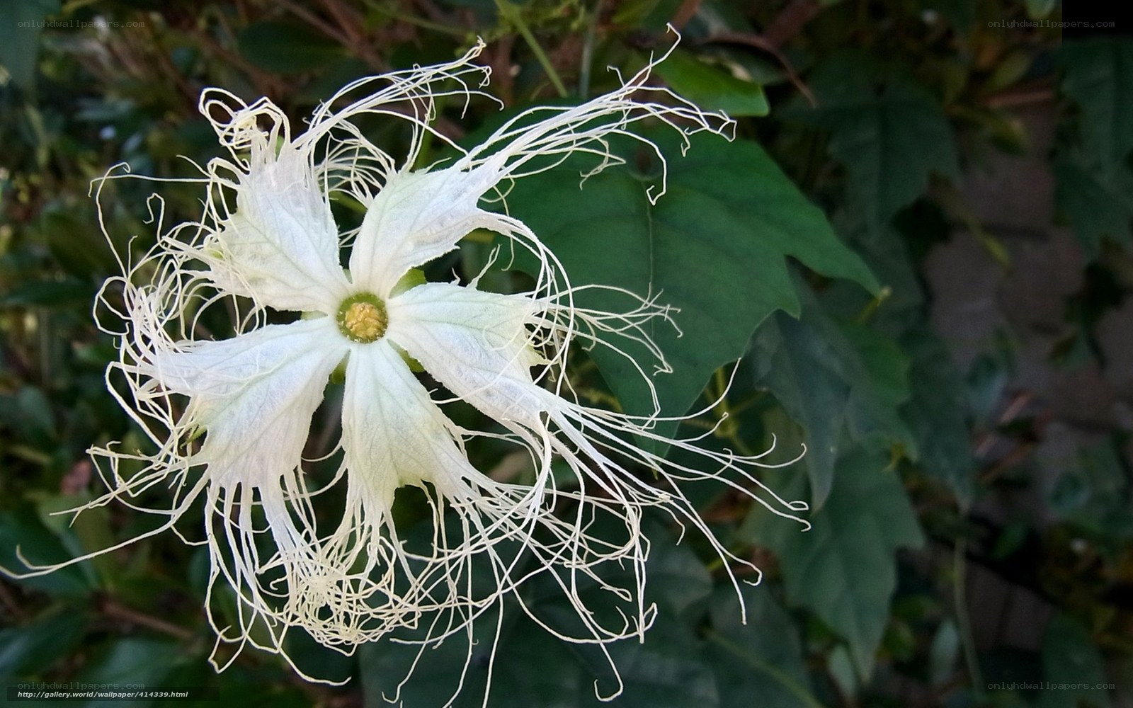 White flower with thread-like petals