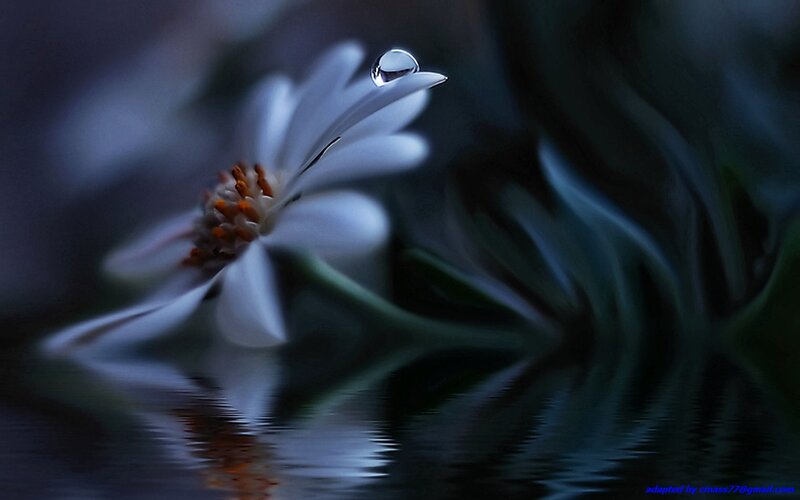 White Flower with Water Droplet — Blue