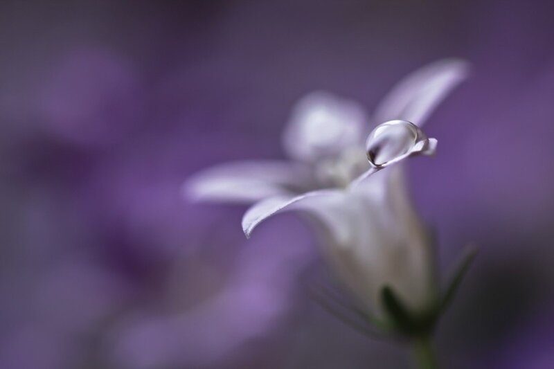 White Flower with Water Droplet — Purple