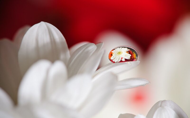 White Flower with Water Droplet — Serene, Photograph, Water Droplet