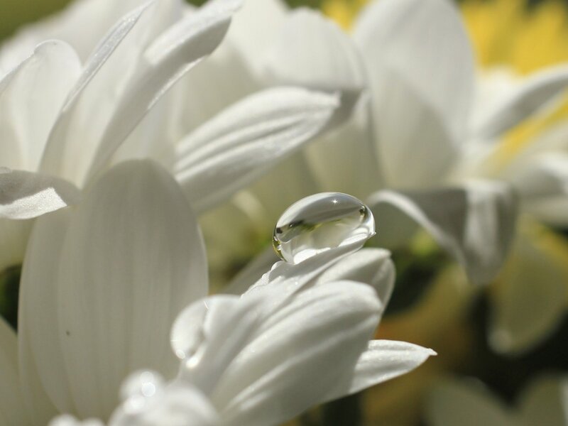 White Flower with Water Droplet — Serene
