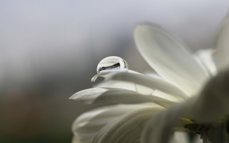 White Flower with Water Droplet