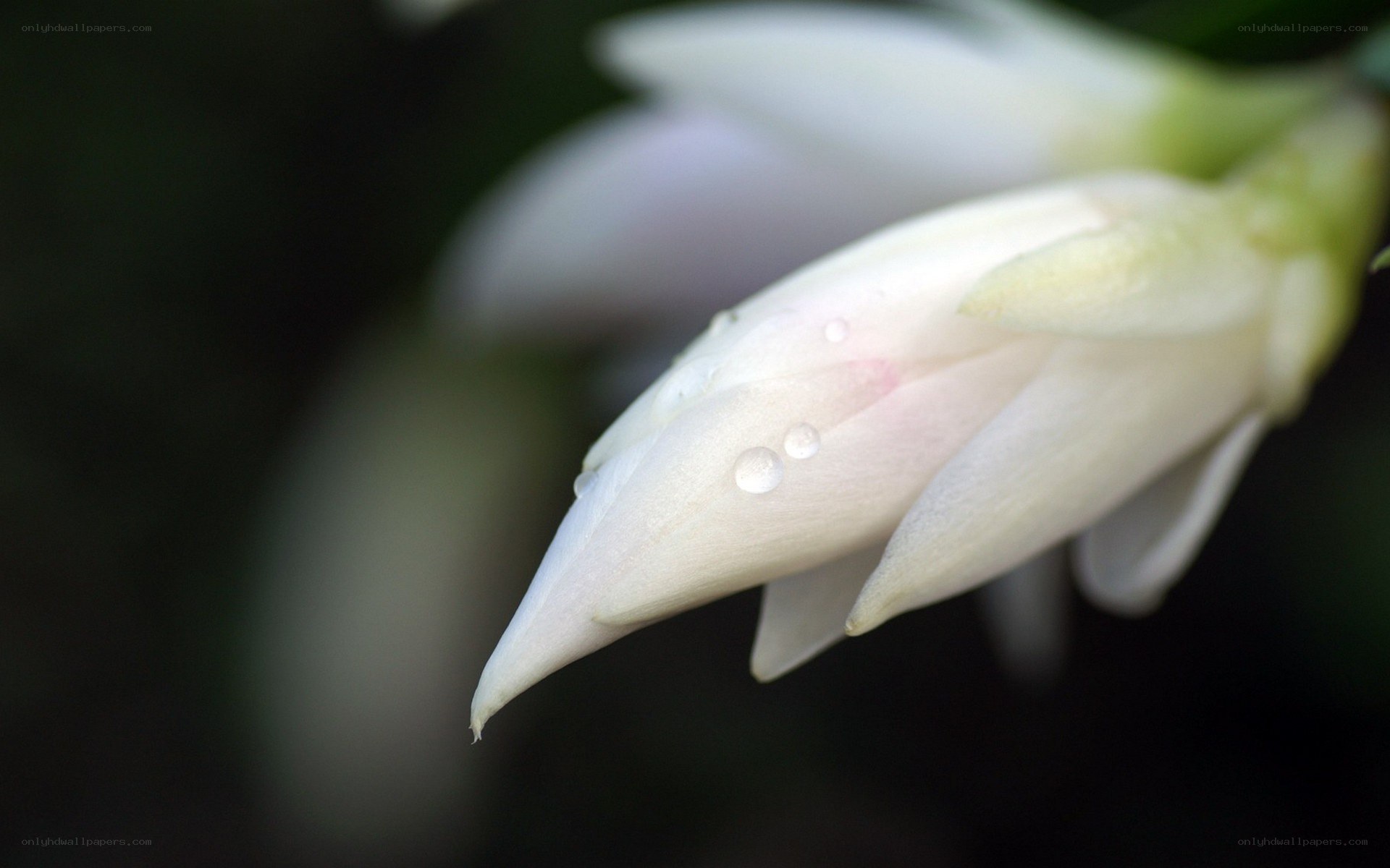 white flower with water droplets
