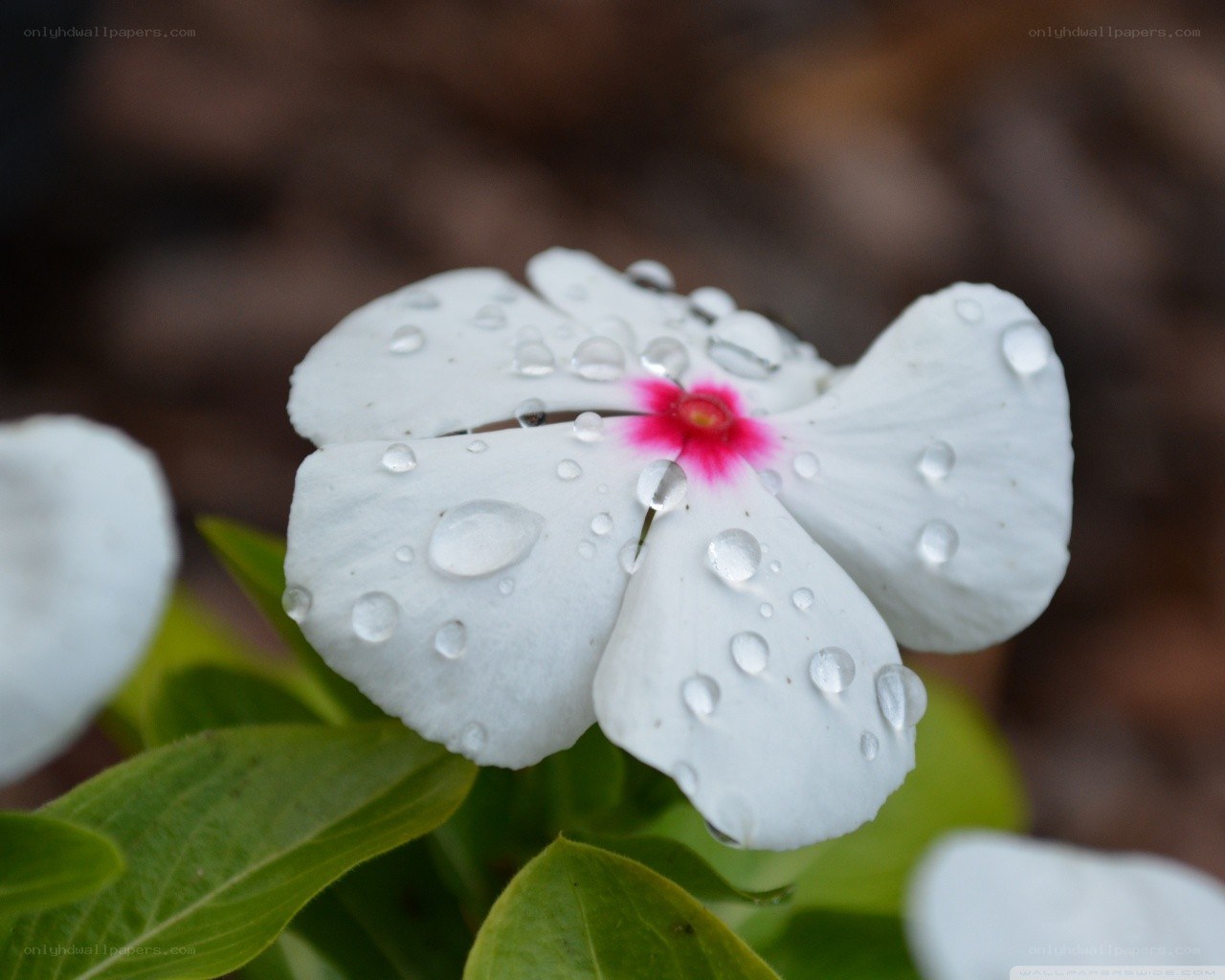 white flower with water droplets