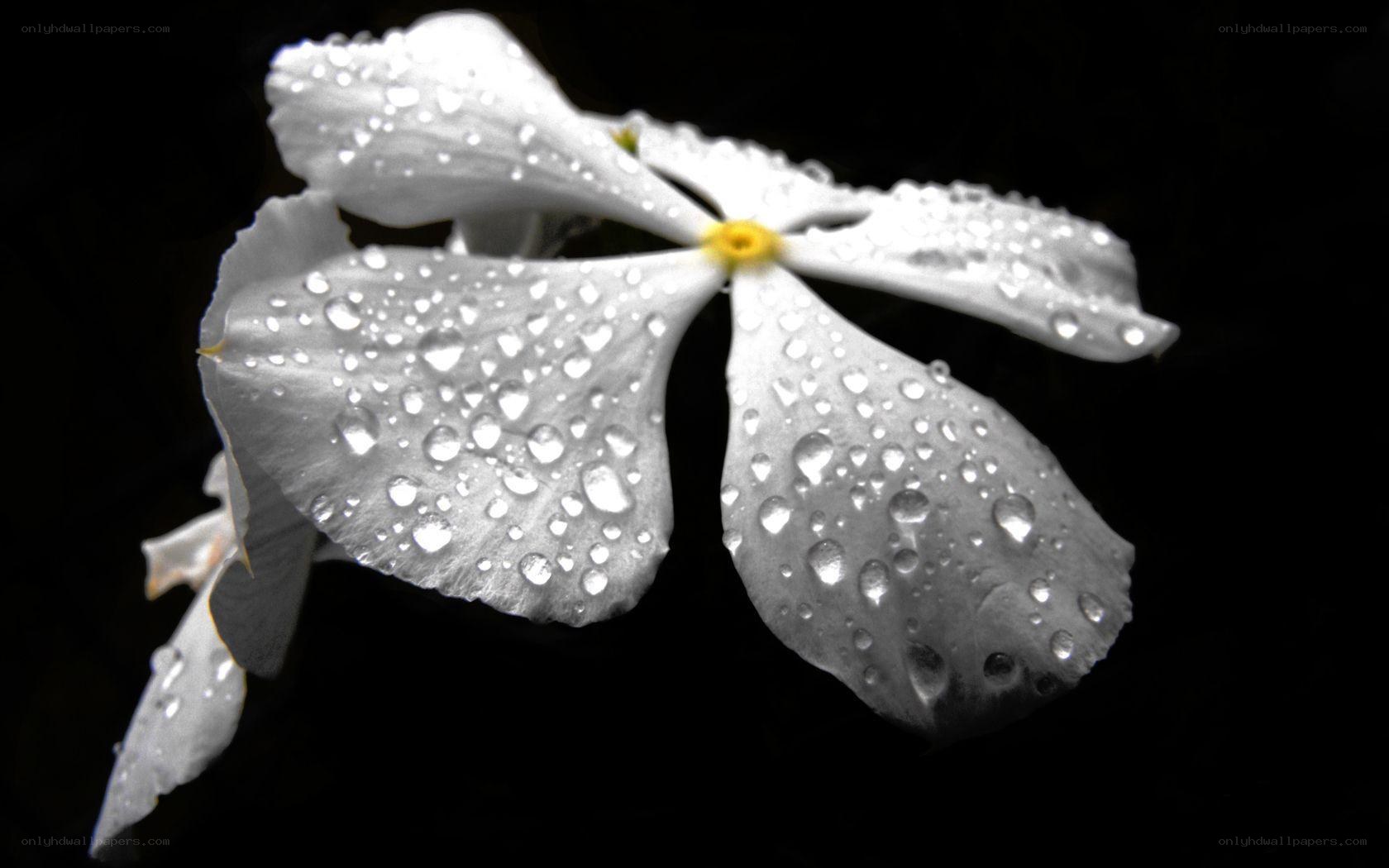 White flower with water droplets