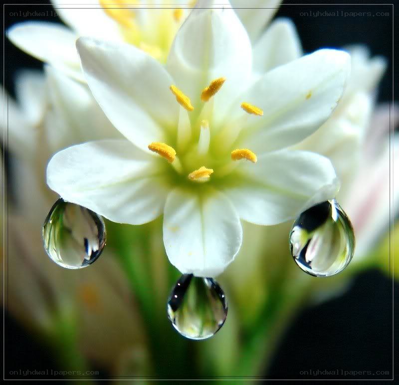 White flower with water droplets