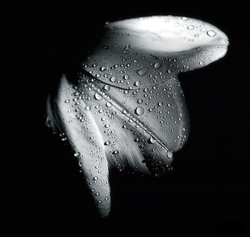 White Flower with Water Droplets — Black, Dramatic