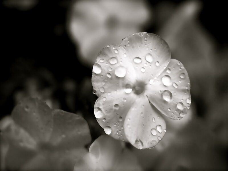 White Flower with Water Droplets — Black
