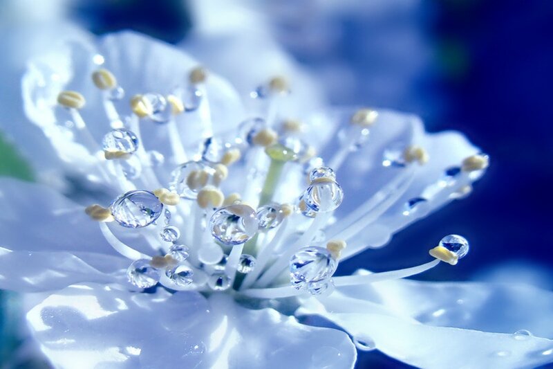 White Flower with Water Droplets — Blue, Serene, Photograph, Petals