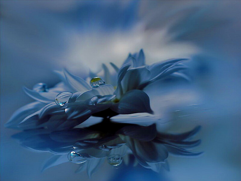 White Flower with Water Droplets — Blue, Serene