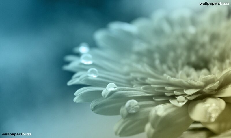 White Flower with Water Droplets — Blue