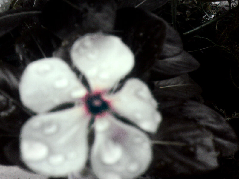 White Flower with Water Droplets — Dark