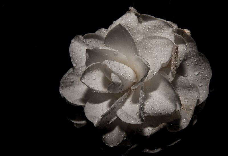 White Flower with Water Droplets — Dramatic, Photograph