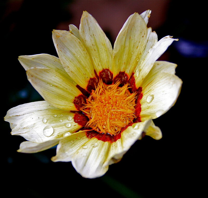 White Flower with Water Droplets — Dramatic