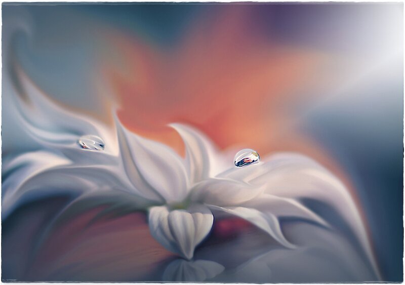 White Flower with Water Droplets — Serene, Digital Art