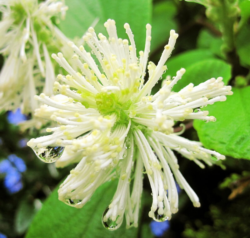 White Flower with Water Droplets — Serene, Morning, Photograph