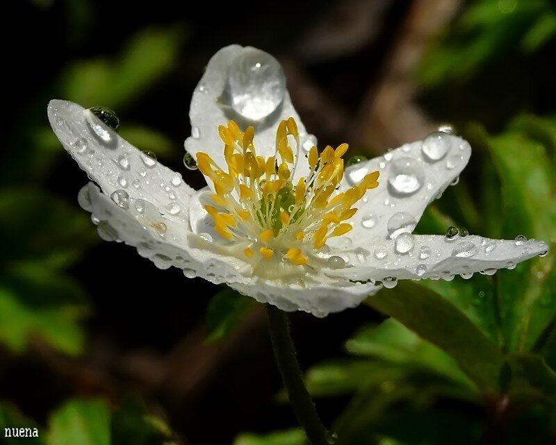 White Flower with Water Droplets — Serene, Morning