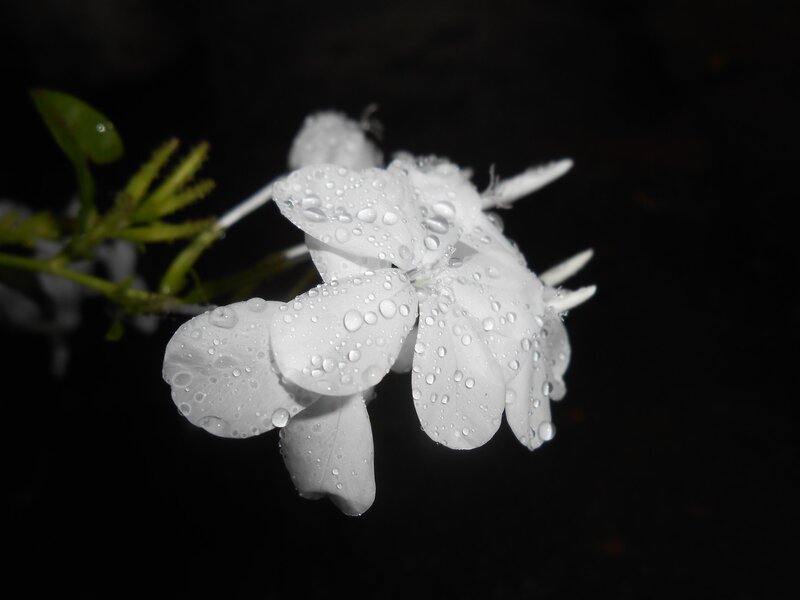 White Flower with Water Droplets — Serene, Night