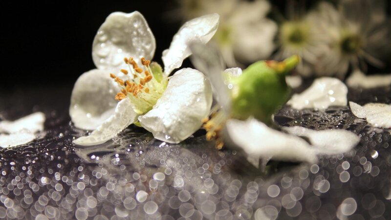 White Flower with Water Droplets — Serene, Photograph, Petals, Stamen