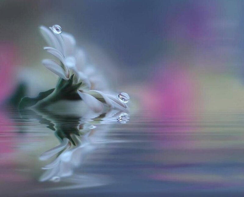 White Flower with Water Droplets — Serene, Photograph, Reflection