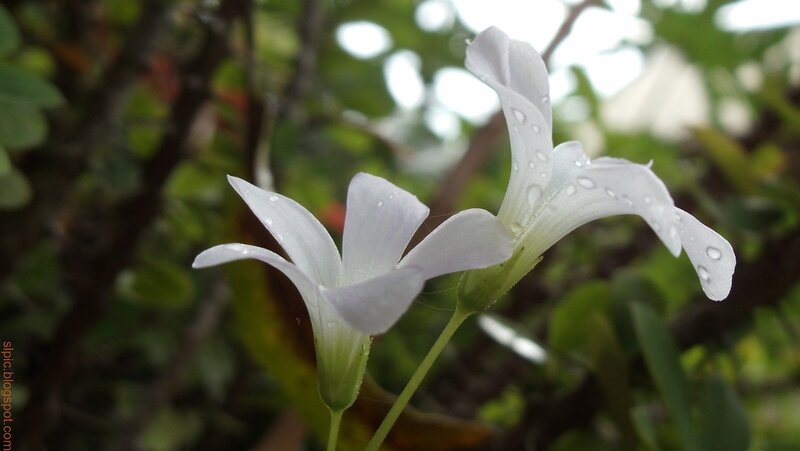 White Flower with Water Droplets — Serene, Photograph