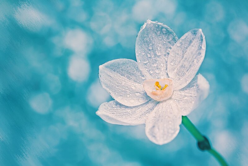 White Flower with Water Droplets — Serene, Photograph, Water Droplets
