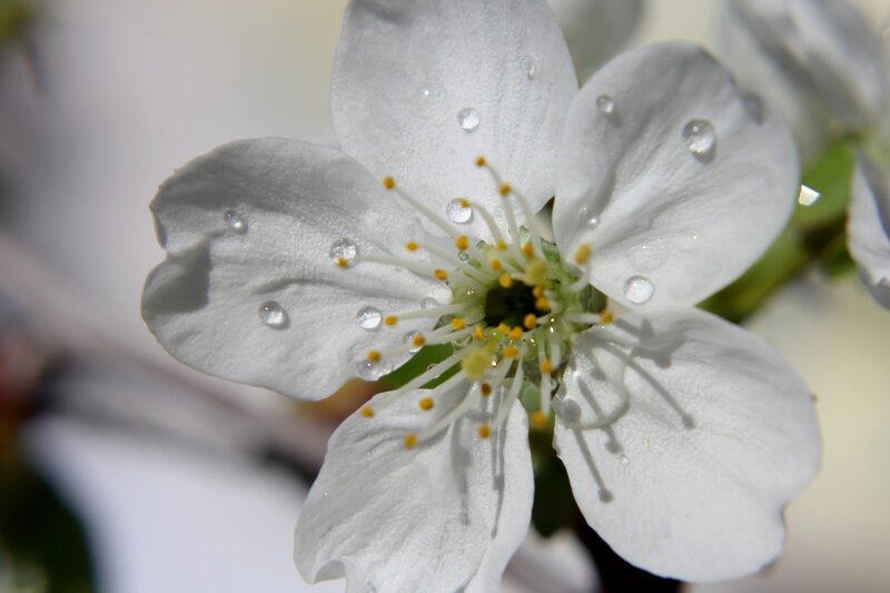 White Flower with Water Droplets — Serene, Spring, Photograph