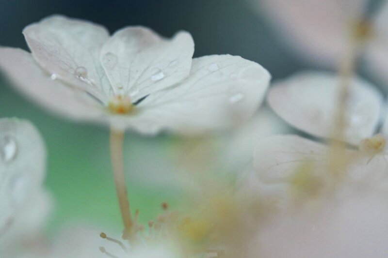 White Flower with Water Droplets — Serene, Spring