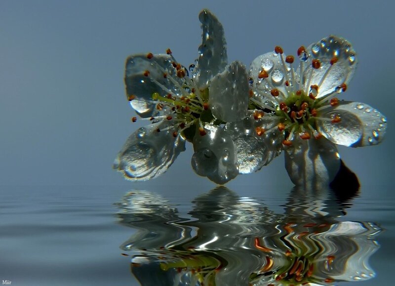 White Flower with Water Droplets — Serene