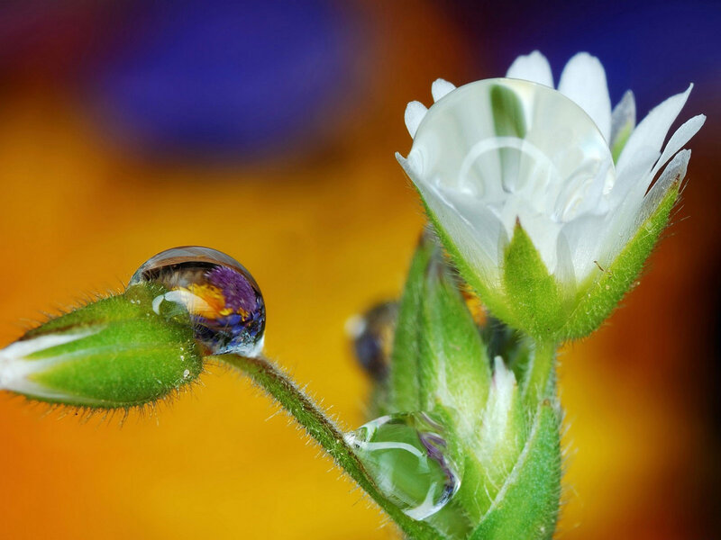 White Flower with Water Droplets — Yellow
