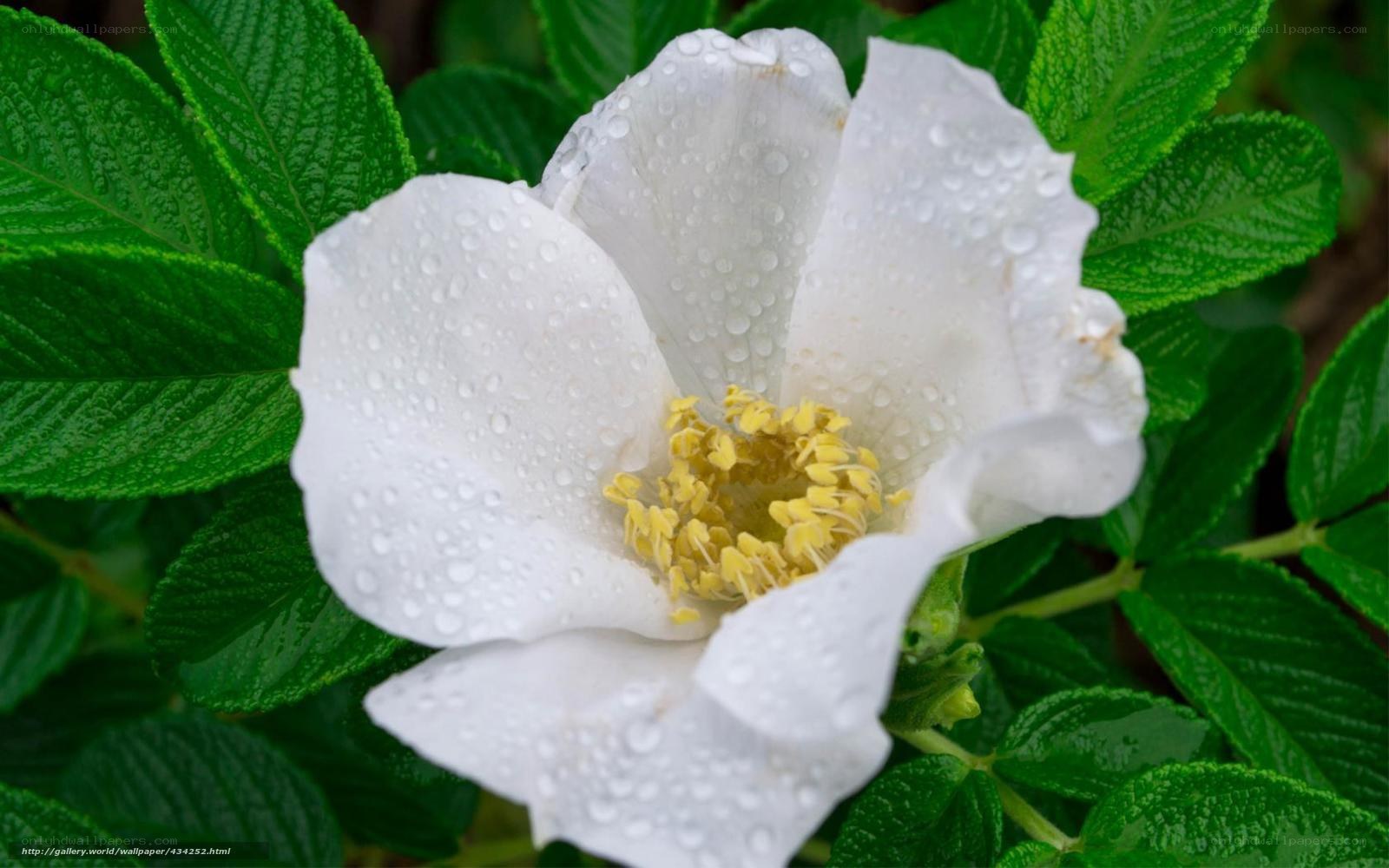White flower with water droplets