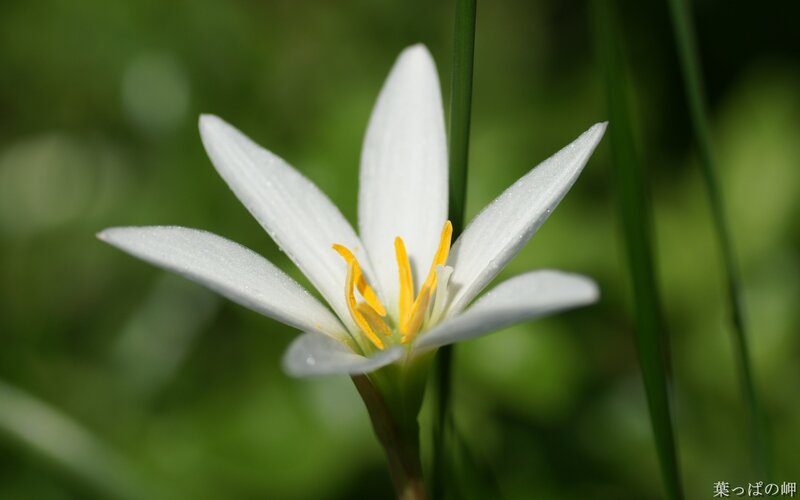 white flower with yellow center