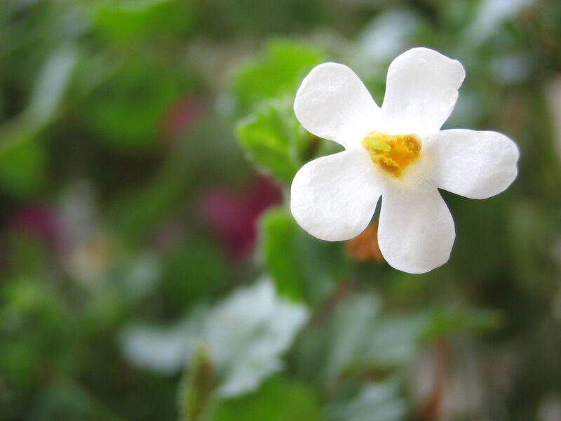 white flower with yellow center