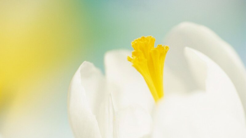 white flower with yellow center