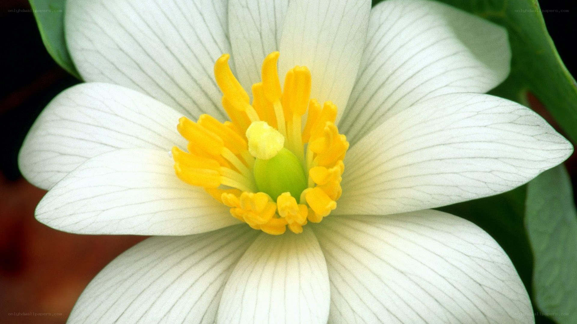 white flower with yellow center