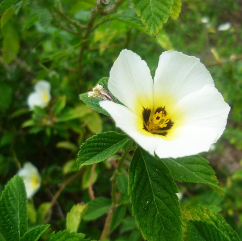 white flower with yellow center