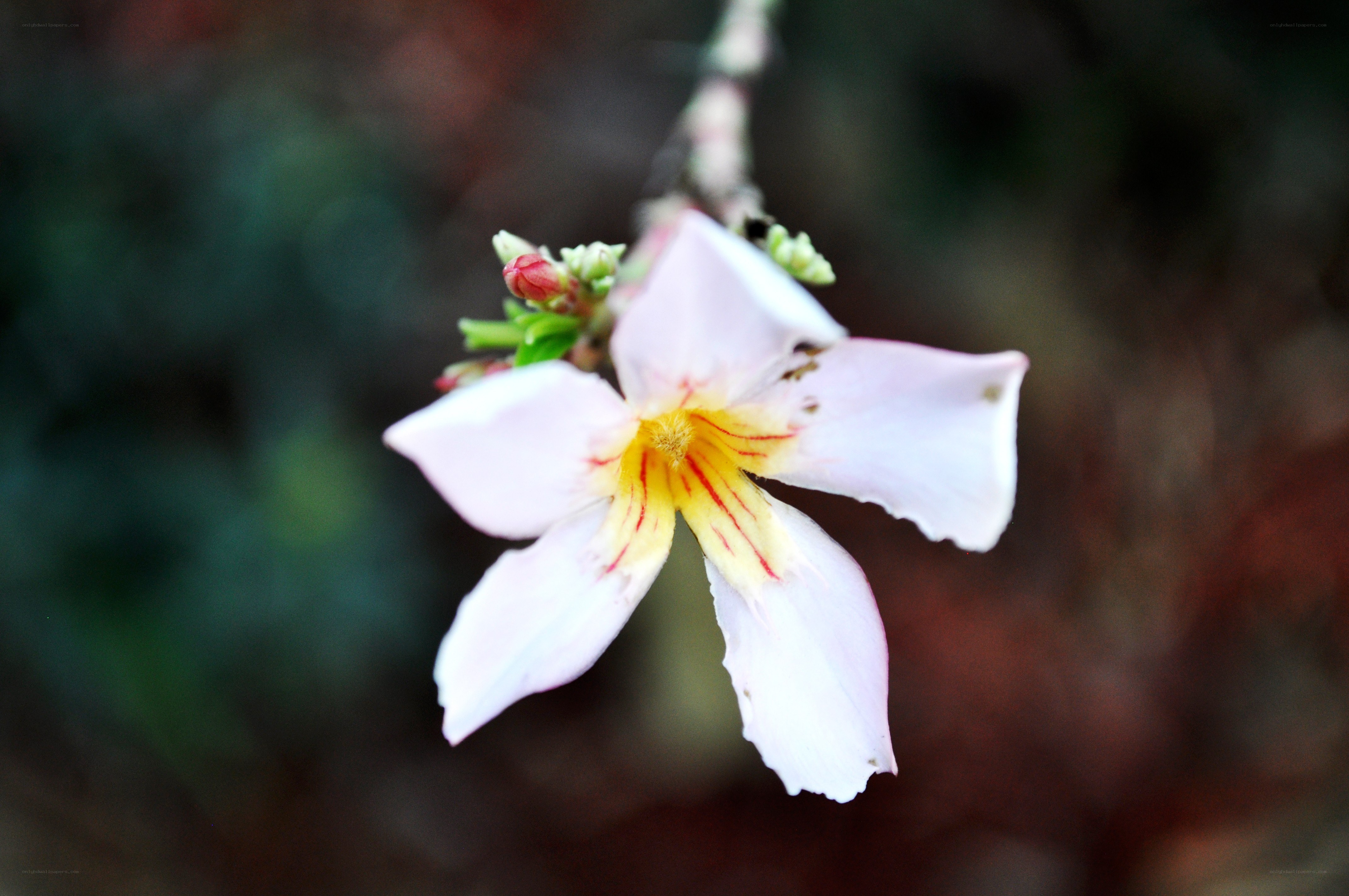 white flower with yellow center