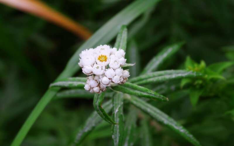 white flower with yellow center